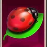 Lucky Lady Moon: Coccinella