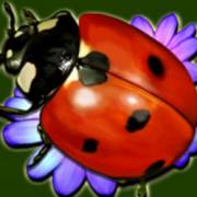 Lucky Wood: Coccinella