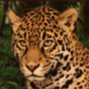 Mayan Spirit: Leopardo