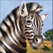 Savanna`s Life: Zebra